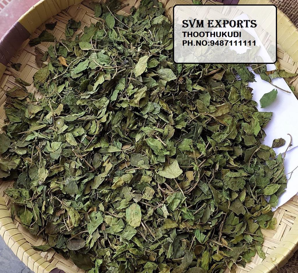 Product image - SVM Exports are leading suppliers of Herbal products, we can supply Gymnema leaves in good quality and with pure condition. The Sylvestre Leaves we make available are known for their excellent medicinal properties. In order to retain the freshness of the leaves, we take special care about the packaging before the final dispatch.
Features:
• Natural
• Very efficient
• Affordable
 Botanical Name: Gymnema Sylvestre
Othe